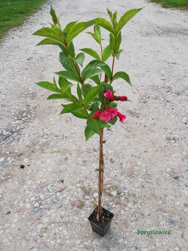 Krzewuszka Cudowna Bristol Ruby Na Pniu Weigela Szk ka Drzew I Krzewuszka Cudowna Bristol Ruby Na Pniu Weigela Szk ka Drzew I